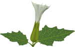 stramonium flower